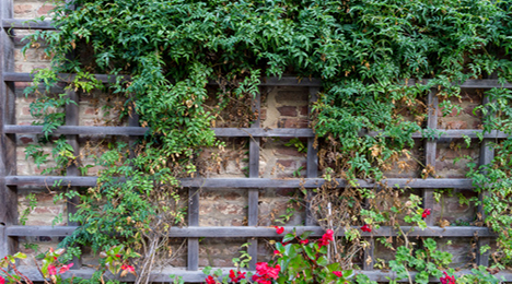 Trellis