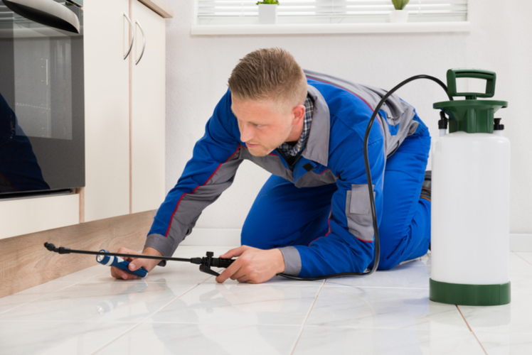 The best pest control options in Seattle Reliable Remodeler